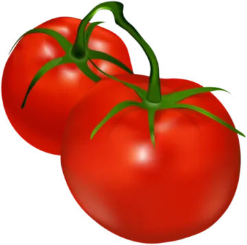 two tomatoes on a white background