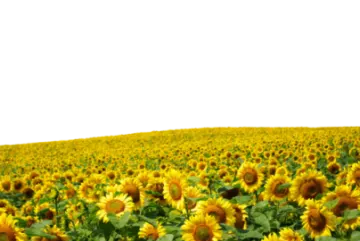 a field of sunflowers