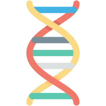 a double strand of dna strands