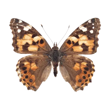 a brown and black butterfly on a white background