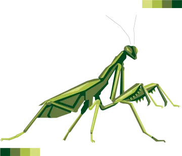 a praying mantis on a white background