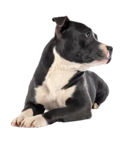 a small black and white dog laying down