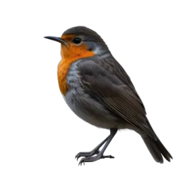 a black and orange bird on a white background