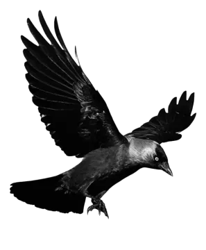 a black and white photo of a bird