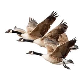 a group of geese flying in the air