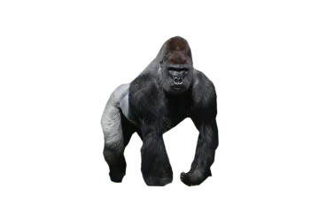 a gorilla standing in front of a white background