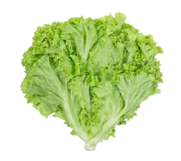 a heart shaped leaf of lete