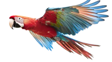 a colorful parrot flying through the air