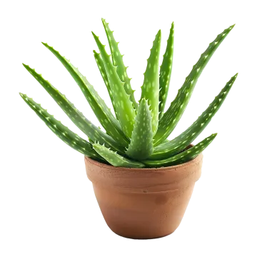 a green plant in a brown pot