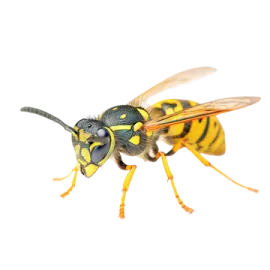 a close up of a bee on a white background