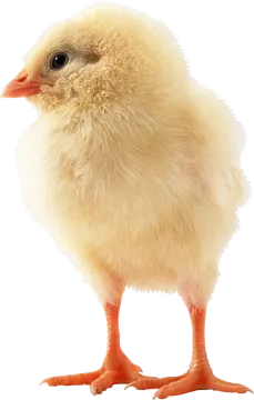 a small chicken standing up against a white background