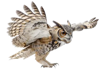 a short eared owl flying in front of a white background