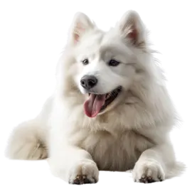 a white dog laying down with its tongue out