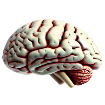 an image of a human brain