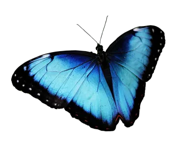 a blue butterfly on a white background