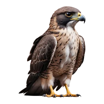 a bird of prey on a white background