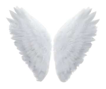 two white wings on a white background