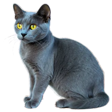 a gray cat with yellow eyes sitting down