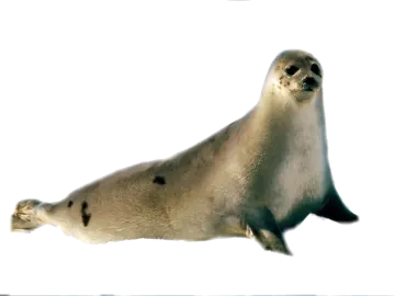 an image of a seal on a white background