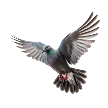 a bird flying in the air with its wings spread