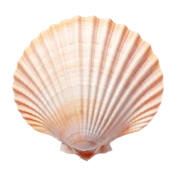 a close up of a shell on a white background