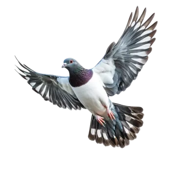 a bird flying in the air with its wings spread