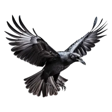 a black and white bird flying in the air