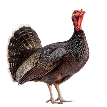 a turkey standing in front of a white background