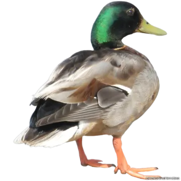 a duck standing on a white surface