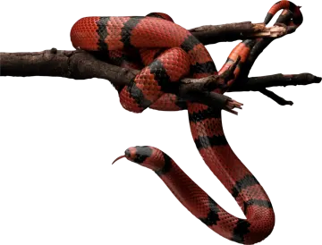 a red and black snake on a branch