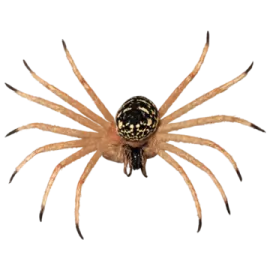 a brown and black spider on a white background