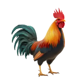 a rooster is standing in front of a white background
