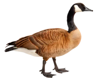 a canada goose standing in front of a white background