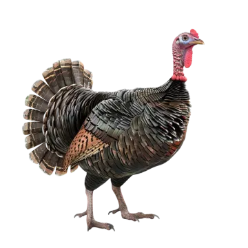 a turkey that is standing on a white background