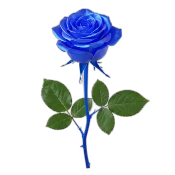 a blue rose on a white background