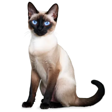 a cat with blue eyes sitting on a white surface