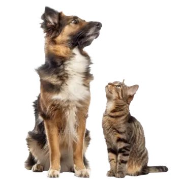 a dog and a cat looking at each other