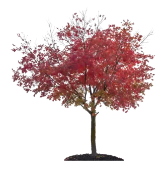 a red maple tree on a white background