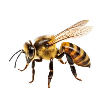 a bee on a white background