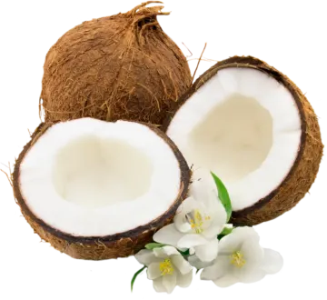 two coconuts and a flower on white background
