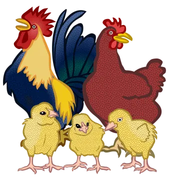 a group of chickens