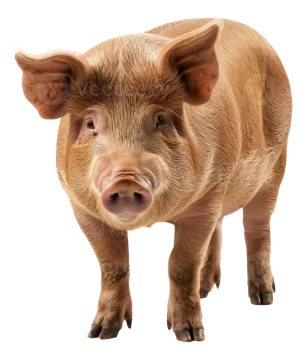 a small pig standing in front of a white background