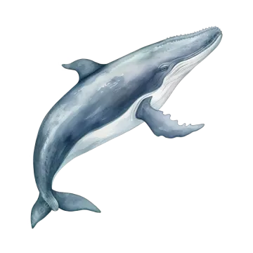 a watercolor drawing of a whale