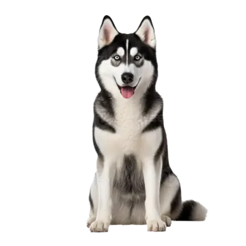 a black and white husky dog sitting on a white background