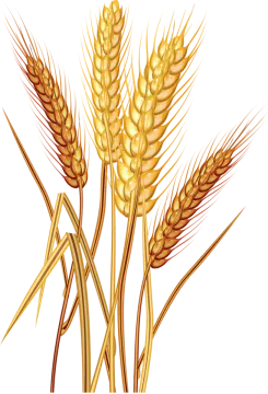 a bunch of wheat