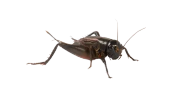 an insect on a white background