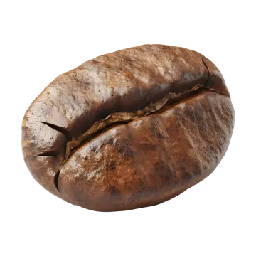 a coffee bean on a white background