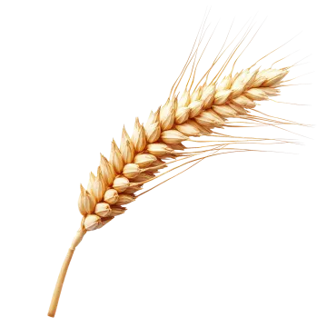 a stalk of wheat on a white background