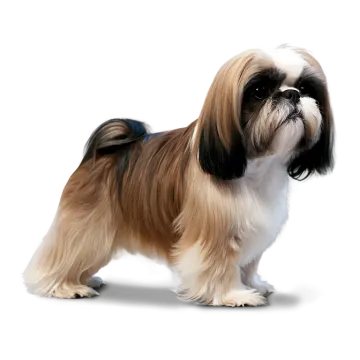 a small dog standing on a white surface