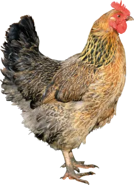 a brown and black chicken